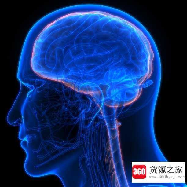 菊花茶的功效与作用