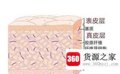 教你认识自己的皮肤的结构