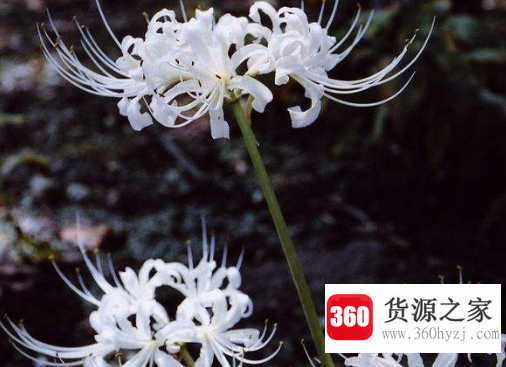 彼岸花是什么意思