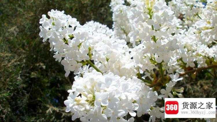 丁香花是什么颜色
