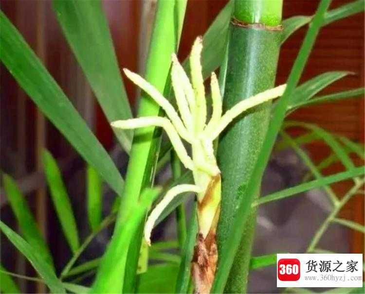 竹子开花为什么会死