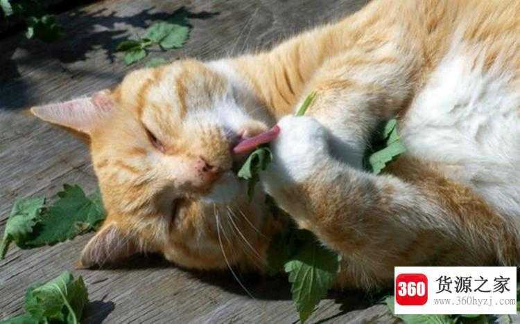 猫为什么喜欢猫薄荷