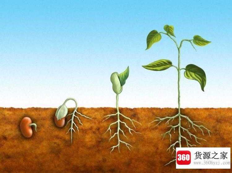 植物的根有什么作用