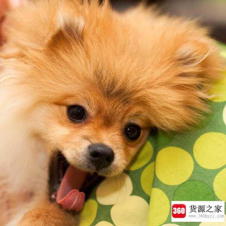 小狗的舌头有什么作用