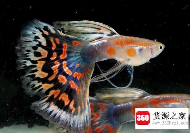 鳄雀鳝怕孔雀鱼吗