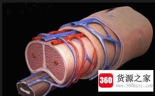 海绵体是什么