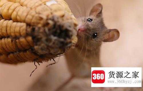 老鼠为什么要磨牙