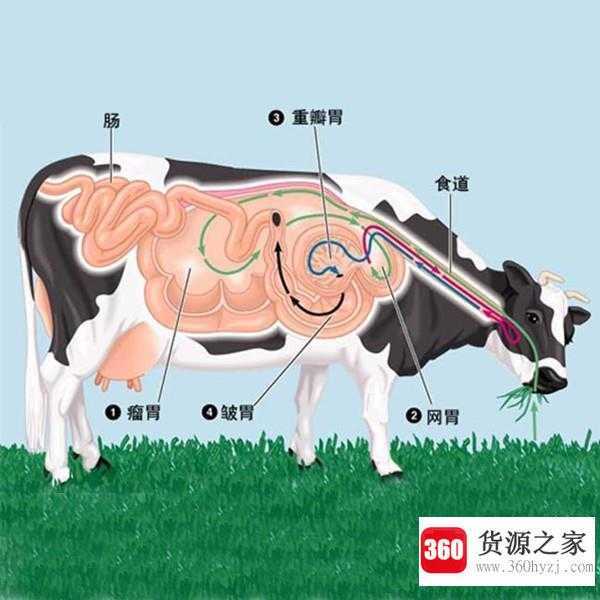 牛有几个胃