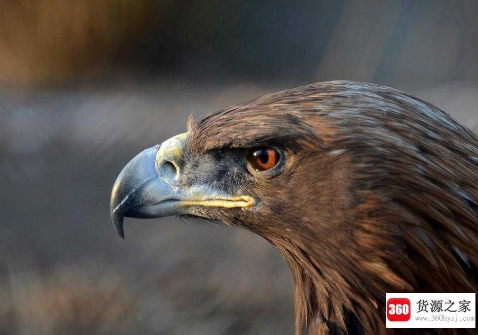 为什么金雕被称为猛禽之王