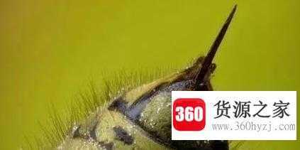 蜜蜂蜇人后为什么会死去