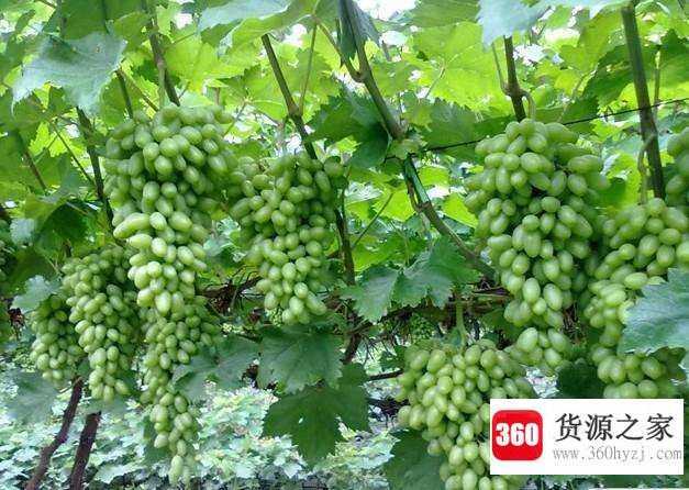 提子是不是葡萄