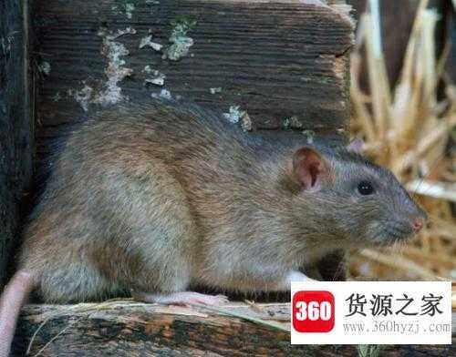 为什么老鼠喜欢啃咬硬物