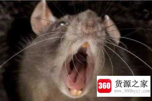 老鼠为什么要破坏家具
