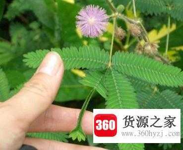 含羞草为什么会害羞