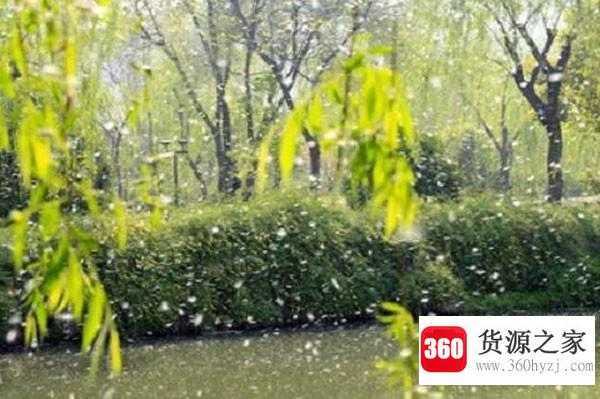 杨花是花吗