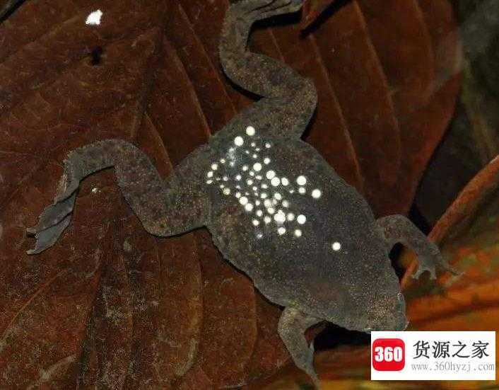 为什么负子蟾要背着孩子