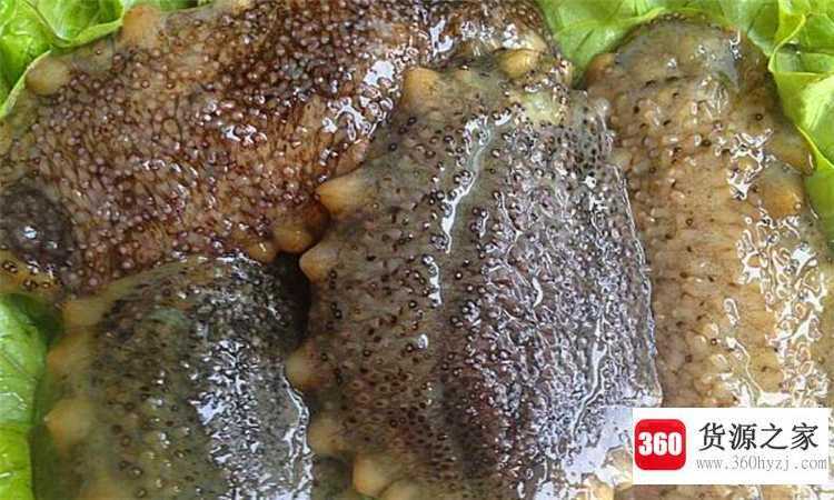 新鲜活海参的处理方法