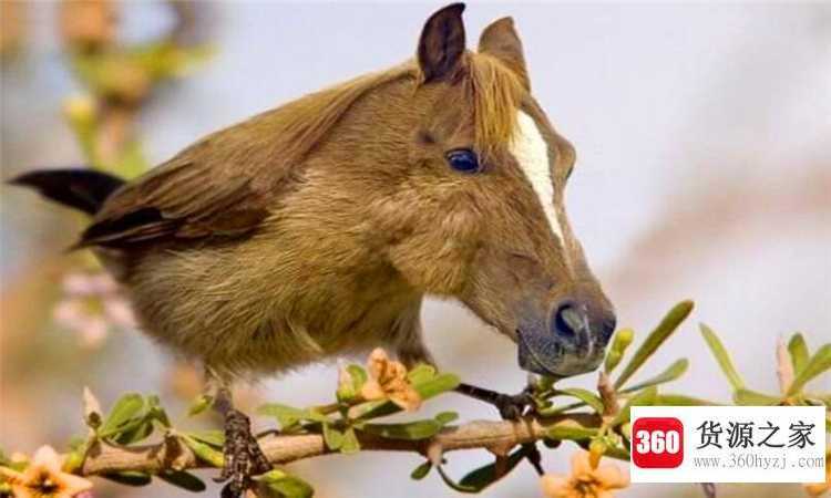 ps是什么意思