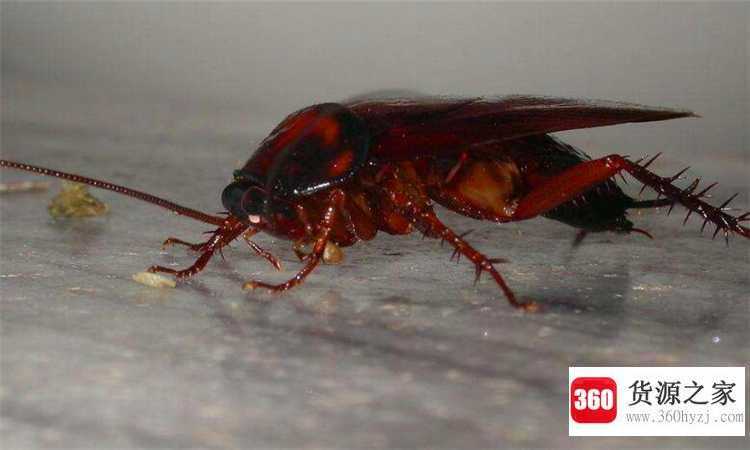 蟑螂怎么消除