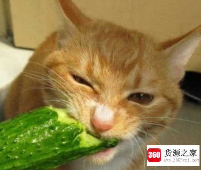 猫为什么怕黄瓜