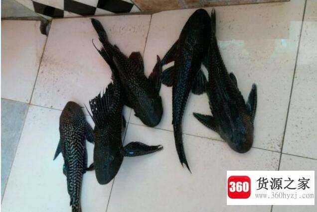 清道夫是什么意思