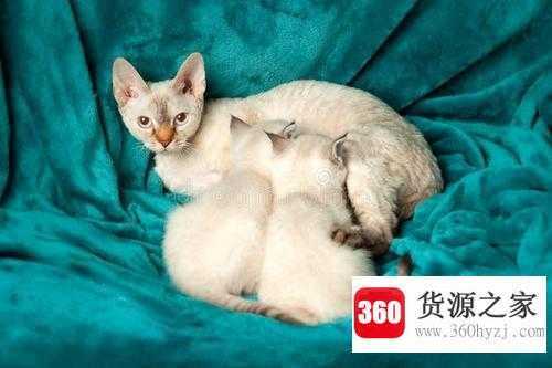 short是什么意思