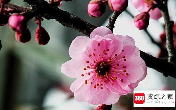 梅花魂的魂指什么意思