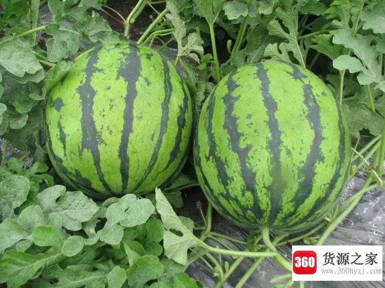 watermelon是什么意思