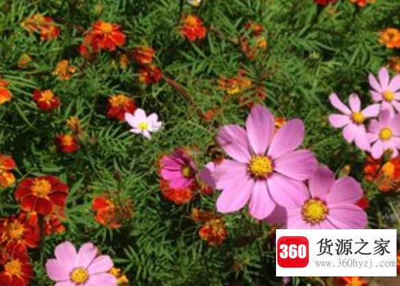 走花路是什么意思