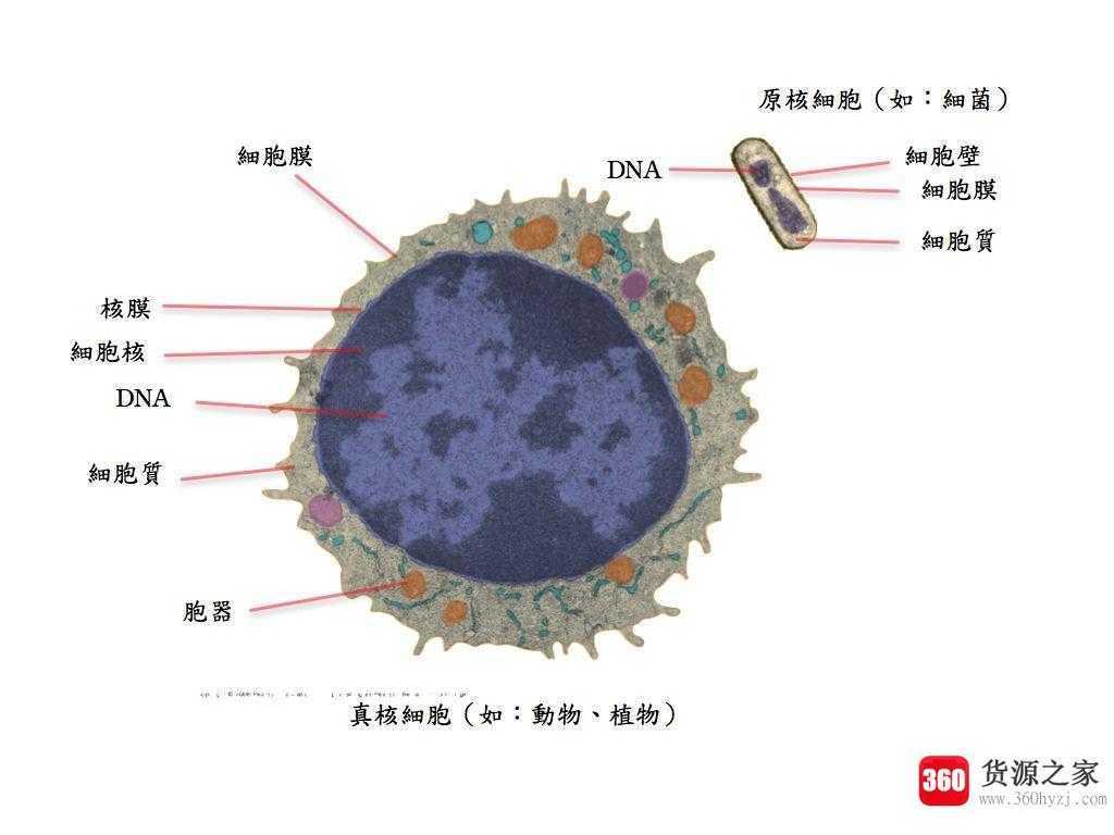 生物细胞里含量最多的元素是什么