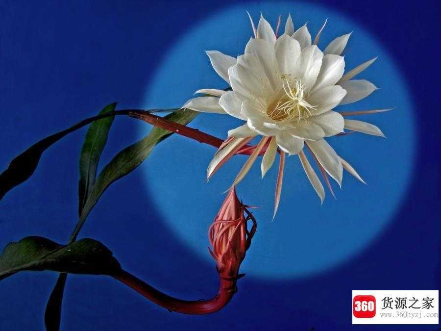 昙花为什么一现