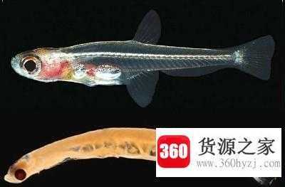 世界上最小的鱼是什么