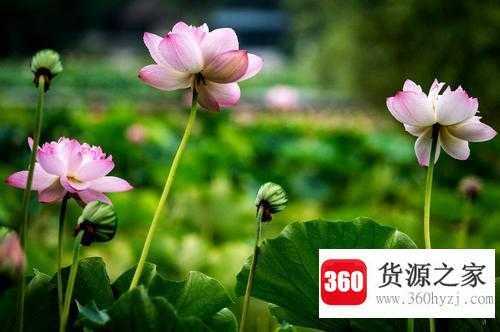荷尽已无擎雨盖擎是什么意思