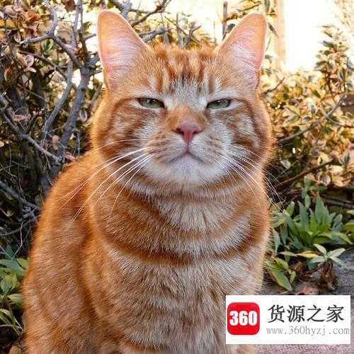 大橘已定是什么梗