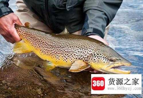 为什么有的鱼能监测水质污染