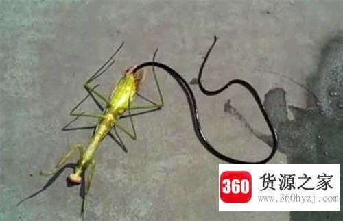 螳螂肚子里的虫子是什么