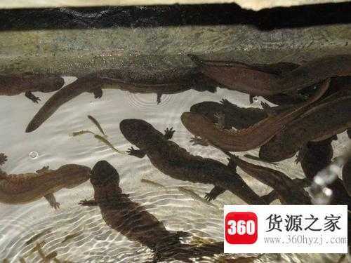 大鲵的祖先在哪里