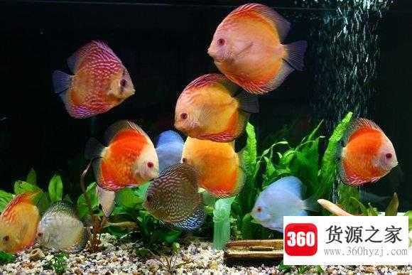 冷血动物有感情吗