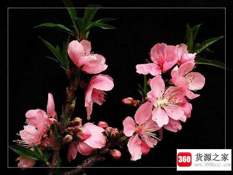 桃花劫是什么意思