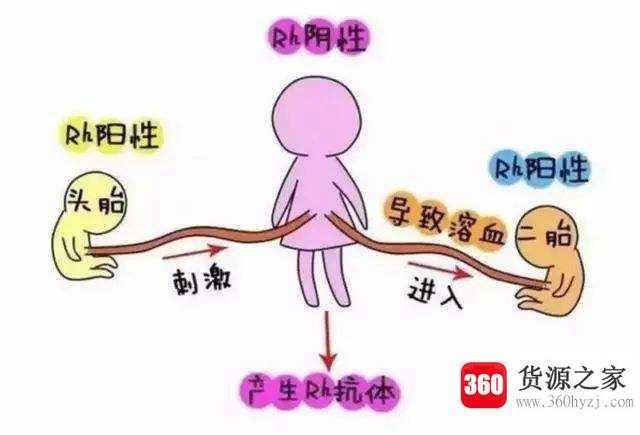rh血型阳性什么意思