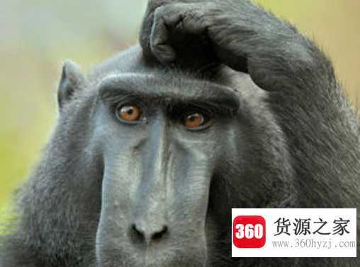 what是什么意思