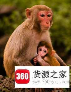 一诺千金代表什么动物