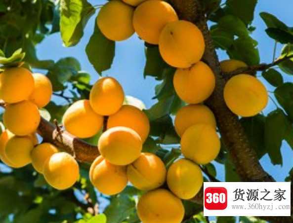 为什么说杏子吃多了伤人