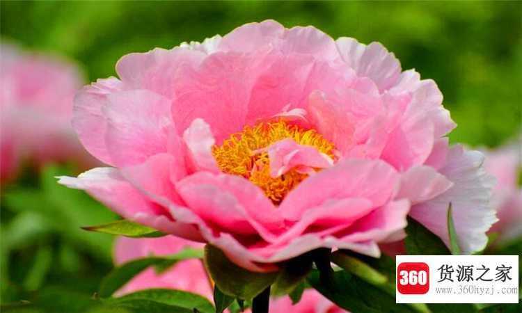 中国的国花是什么花