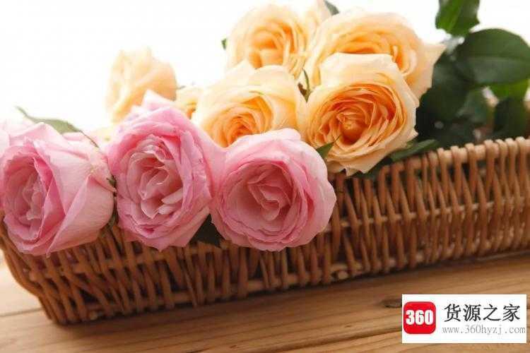 rose是什么意思