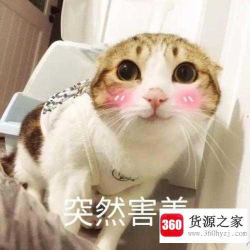 shy什么意思