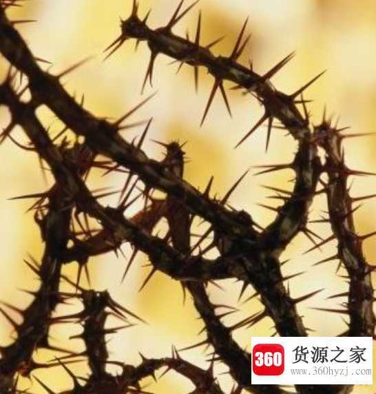 荆棘是什么意思