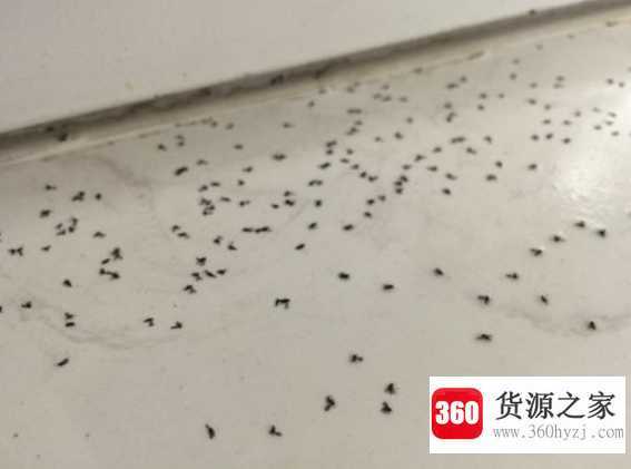 晚上开灯进来好多小飞虫怎么办