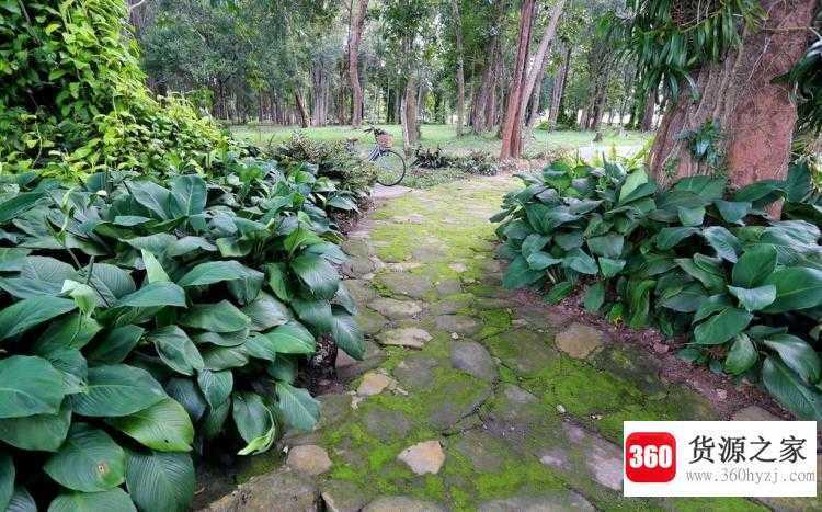 庭院地面上的青苔怎样消除