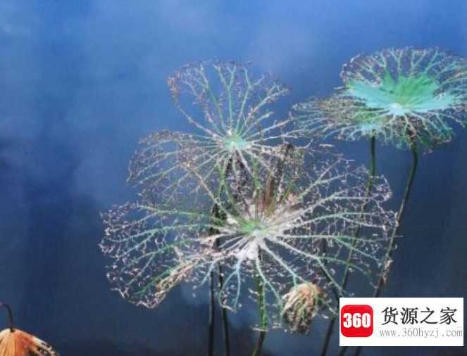 奢望是什么意思